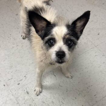 Zap -  Cairn Terrier Dog for Adoption in Bardstown, Kentucky - Zap | PetCurious