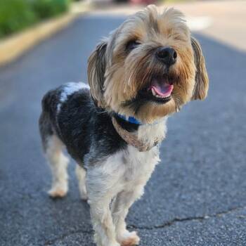 Kevin -  Terrier and Mixed Breed Dog for Adoption in Chesapeake, Virginia - Kevin | PetCurious