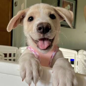 Chowder -  Retriever and Collie Dog for Adoption in Corpus Christi, Texas - Chowder | PetCurious