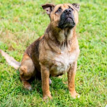 Thurgood -  Shepherd and Mixed Breed Dog for Adoption in Kennebunk, Maine - Thurgood | PetCurious
