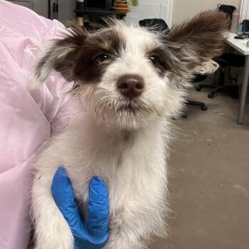 Terrier Dogs Available for Adoption in Edinburg, Texas - Skittles | PetCurious