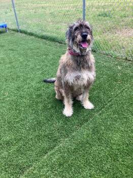 Mary Mac -  Giant Schnauzer and Golden Retriever Dog for Adoption in Jackson, Tennessee - Mary Mac | PetCurious