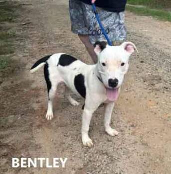 Bentley -  American Bulldog Dog for Adoption in Washington, Georgia - Bentley | PetCurious