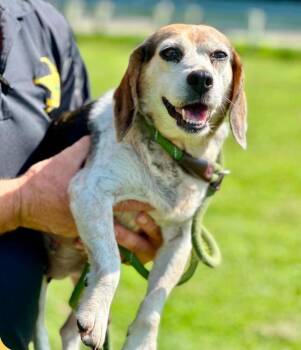 Cookie -  Beagle Dog for Adoption in Columbus, Ohio - Cookie | PetCurious