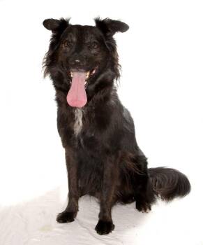 Border Collie Dogs Available for Adoption - Byron | PetCurious