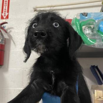 Terrier Dogs Available for Adoption in Edinburg, Texas - Harleen | PetCurious
