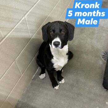 Kronk -  Labrador Retriever and Rottweiler Dog for Adoption in Chanute, Kansas - Kronk | PetCurious