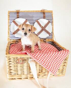 Chihuahua and Mixed Breed Dogs Available for Adoption in Coachella, California - Ronnie | PetCurious