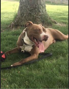 Rescue American Staffordshire Terrier and Labrador Retriever Dogs for Adoption in Vallonia, Indiana - Felix | PetCurious