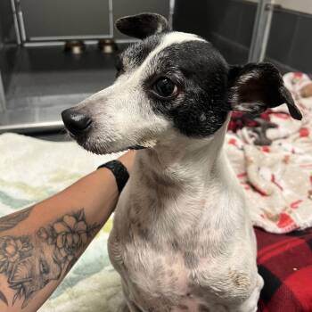 Homer -  Terrier Dog for Adoption in Cedar Rapids, Iowa - Homer | PetCurious