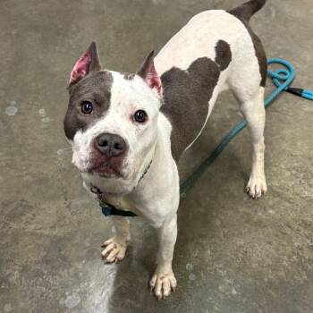 Lenore Dove(Paloma) -  Pit Bull Terrier Dog for Adoption in Ottawa, Kansas - Lenore Dove(Paloma) | PetCurious