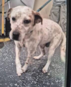 Pen 192 -  Australian Cattle Dog Blue Heeler and Terrier Dog for Adoption in Lawrenceville, Georgia - Pen 192 | PetCurious