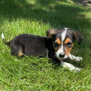 JC -  Australian Cattle Dog Blue Heeler Dog for Adoption in Little Rock, Arkansas - JC | PetCurious