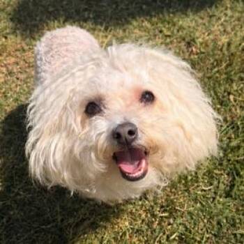 Poodle and Mixed Breed Dogs Available for Adoption in Chesapeake, Virginia - Morticia | PetCurious