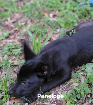 Rescue Chihuahua Dogs for Adoption in St. Augustine, Florida - Penelope | PetCurious