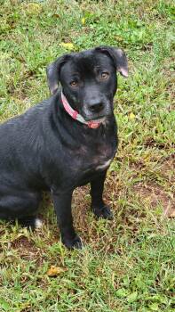 Faith -  Black Labrador Retriever Dog for Adoption in Leesburg, Virginia - Faith | PetCurious