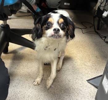 Pan Dulce -  Mixed Breed Dog for Adoption in New York, New York - Pan Dulce | PetCurious