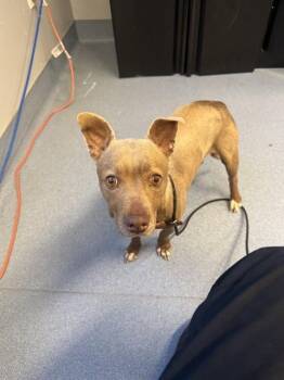 Chihuahua and Mixed Breed Dogs Available for Adoption - TAWNY | PetCurious