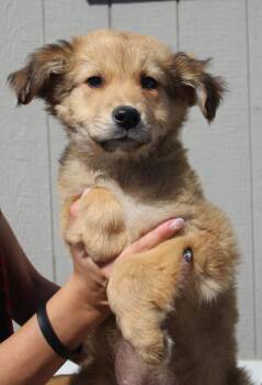 Shepherd and Mixed Breed Dogs Available for Adoption in Vacaville, California - Herbie | PetCurious