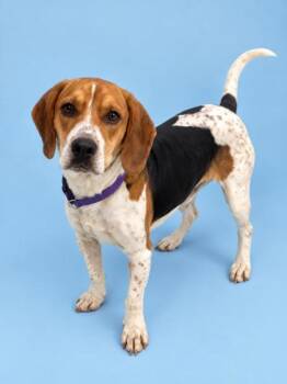Towser -  Coonhound Dog for Adoption in Gulfport, Mississippi - Towser | PetCurious