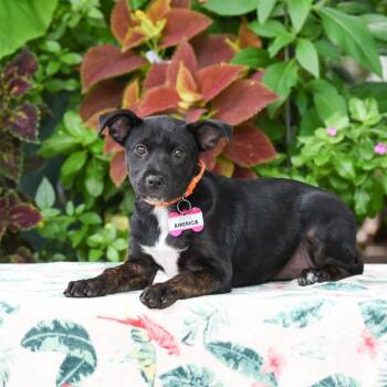 America -  Labrador Retriever Dog for Adoption in Wake Forest, North Carolina - America | PetCurious