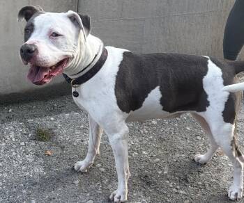 Rose -  Pit Bull Terrier Dog for Adoption in Mckeesport, Pennsylvania - Rose | PetCurious