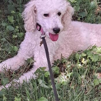 Sadie -  Miniature Poodle Dog for Adoption - Sadie | PetCurious