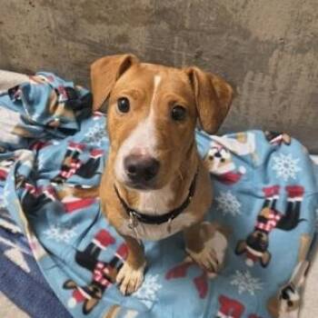 Dachshund Dogs Available for Adoption in Roseburg, Oregon - Mouse | PetCurious