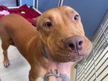 Rescue Pit Bull Terrier and Mixed Breed Dogs for Adoption in Honolulu, Hawaii - Delilah | PetCurious