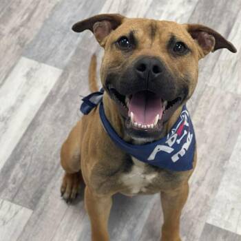 Spud -  Pit Bull Terrier Dog for Adoption in Lufkin, Texas - Spud | PetCurious