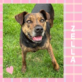 Labrador Retriever Dogs Available for Adoption in Mokena, Illinois - Zella | PetCurious
