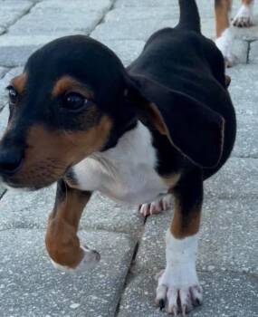 Macon -  Basset Hound Dog for Adoption in Grand Bay, Alabama - Macon | PetCurious