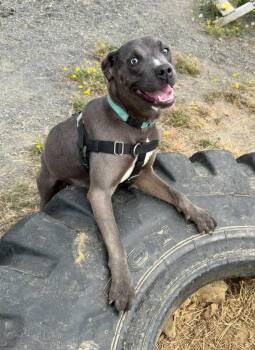 Shay -  Terrier Dog for Adoption in St. Helens, Oregon - Shay | PetCurious