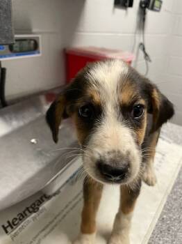 Rescue Hound and Mixed Breed Dogs for Adoption in Henderson, North Carolina - Small Pup 4 | PetCurious