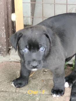 Char -  Labrador Retriever Dog for Adoption in Penns Grove, New Jersey - Char | PetCurious
