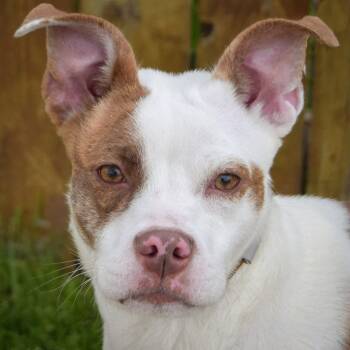 American Staffordshire Terrier and Boston Terrier Dogs Available for Adoption in Huntley, Illinois - Anya | PetCurious