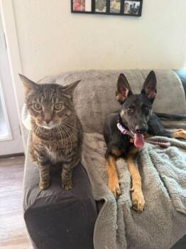 Birdie (CP) -  German Shepherd Dog Dog for Adoption in Dallas, Texas - Birdie (CP) | PetCurious