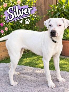 Silver -  Boxer Dog for Adoption in Rollingwood, Texas - Silver | PetCurious