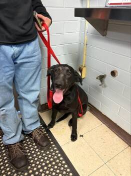 EARL -  Labrador Retriever Dog for Adoption in Stockton, California - EARL | PetCurious