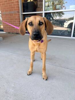 Rescue Coonhound and Hound Dogs for Adoption in Frisco, Texas - Miley | PetCurious