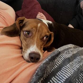 Beagle Dogs Available for Adoption - Tessa | PetCurious