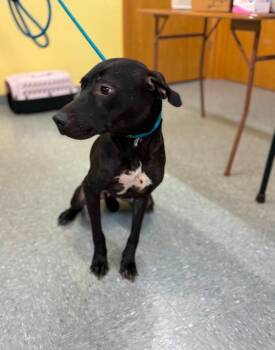 Peggs Lady Gaga -  Labrador Retriever Dog for Adoption in Syracuse, Indiana - Peggs Lady Gaga | PetCurious