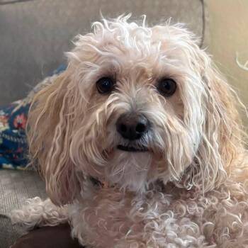 Finn -  Miniature Poodle Dog for Adoption in Mesa, Arizona - Finn | PetCurious
