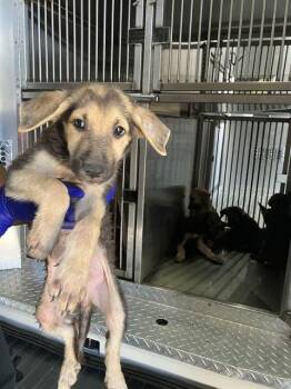 PATSY -  Mixed Breed Dog for Adoption in Dallas, Texas - PATSY | PetCurious