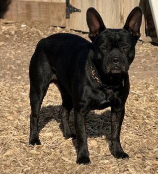 Chapo -  French Bulldog and Chihuahua Dog for Adoption in Severance, Colorado - Chapo | PetCurious