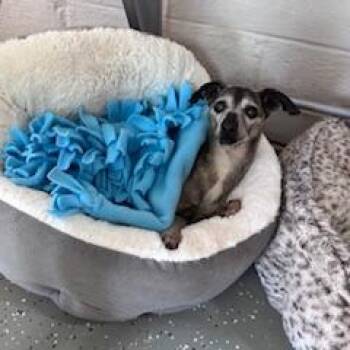 Chihuahua and Mixed Breed Dogs Available for Adoption - Wilbur | PetCurious