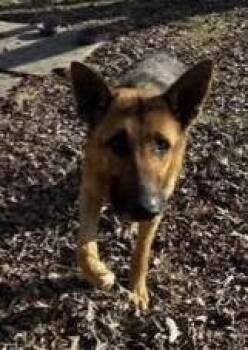 German Shepherd Dog Dogs Available for Adoption - Angel | PetCurious