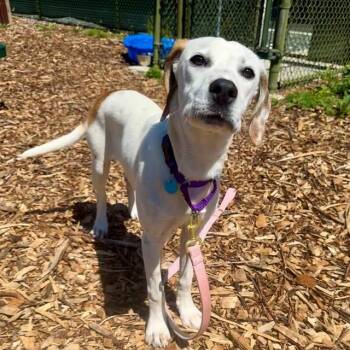MARSHMALLOW -  Labrador Retriever and Mixed Breed Dog for Adoption in Leesburg, Virginia - MARSHMALLOW | PetCurious