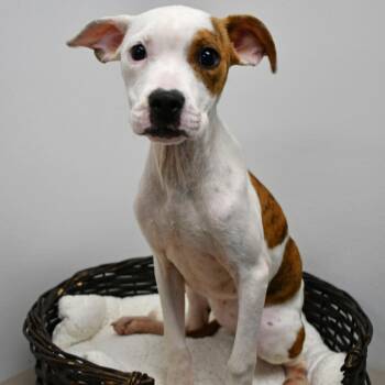 Promise -  Boxer Dog for Adoption in Beaumont, Texas - Promise | PetCurious
