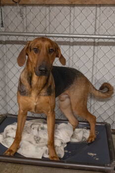 Rescue Doberman Pinscher and German Shepherd Dog Dogs for Adoption in Frenchburg, Kentucky - Scooby | PetCurious